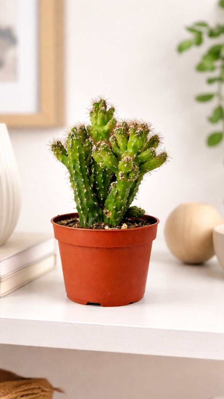 Cereus peruvianus Monstrosus 10/15 cm