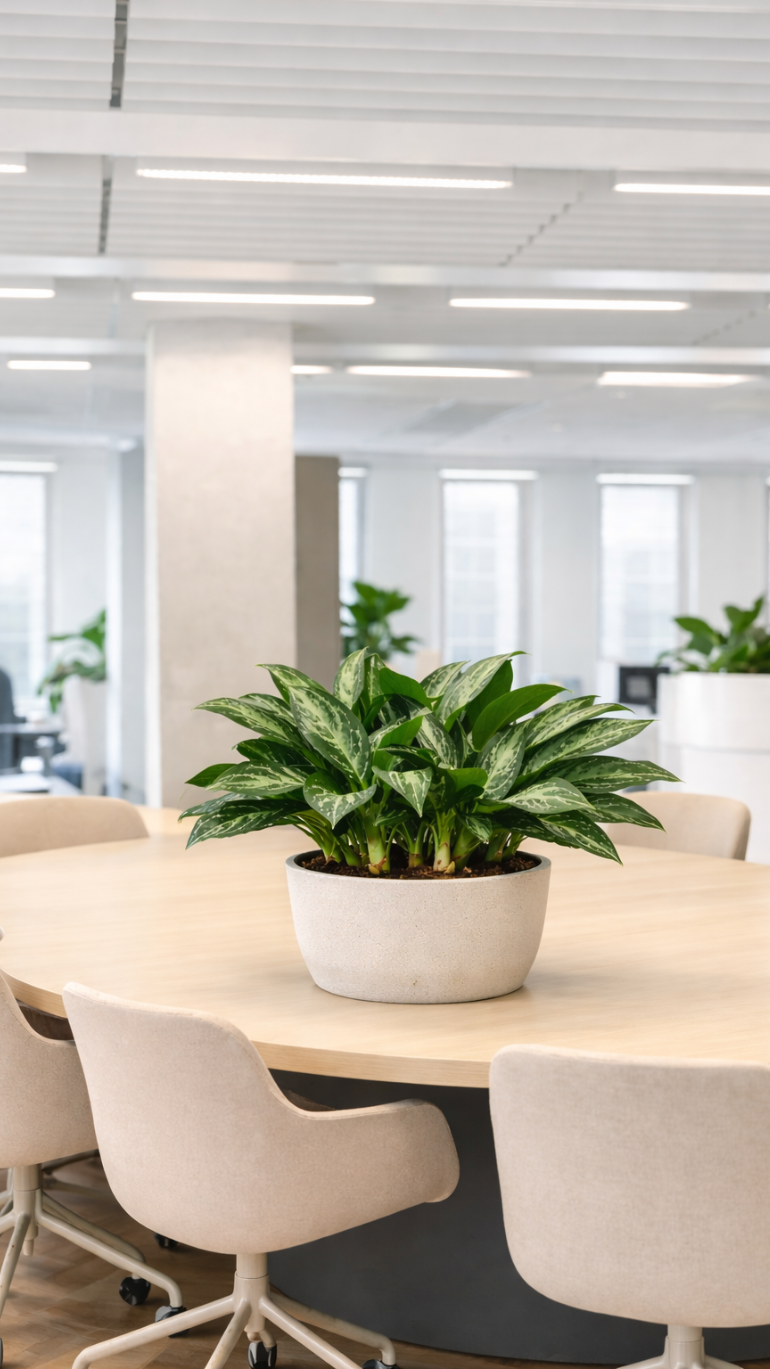 Aglaonema Gemini 17/55 cm