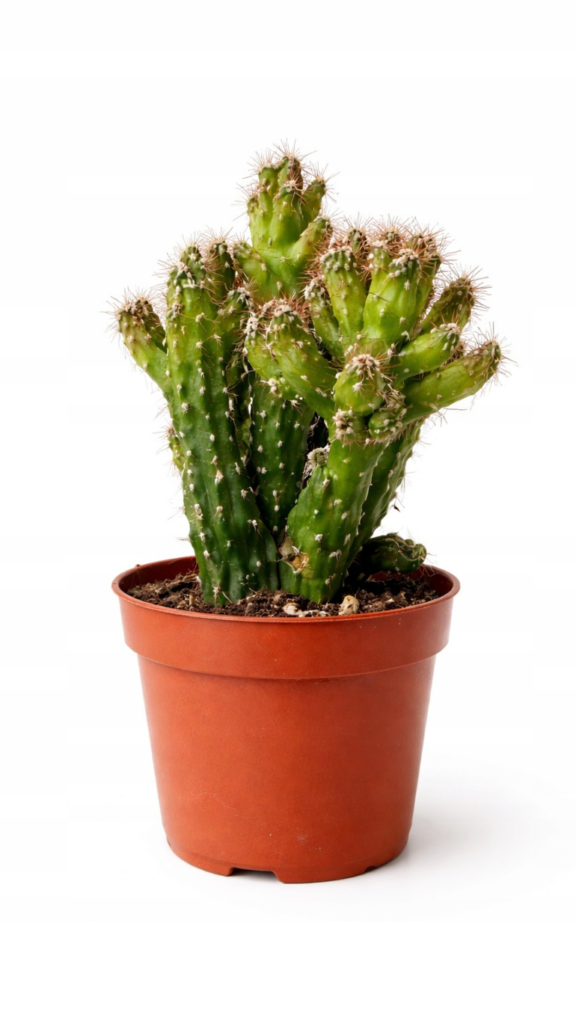 Cereus peruvianus Monstrosus kaktus kolekcjonerski o nieregularnych pędach