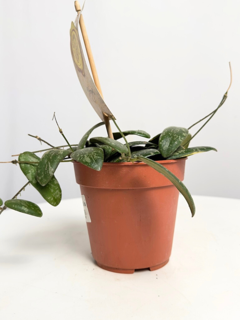Hoya Sigitalis