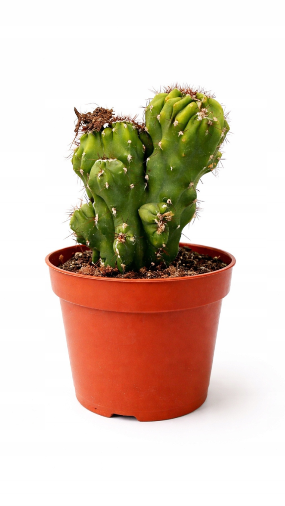 Cereus peruvianus Monstrosus