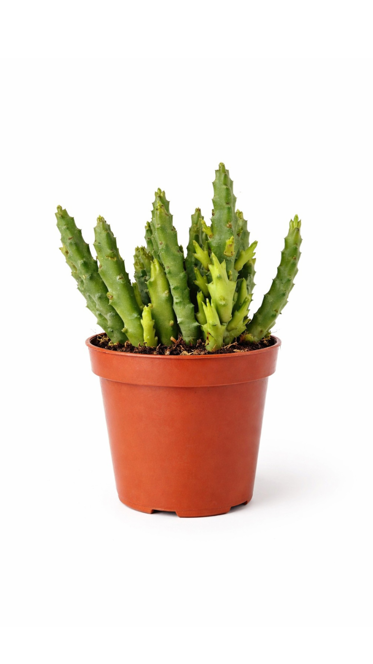 Crassula lycopodioides 10/15 cm