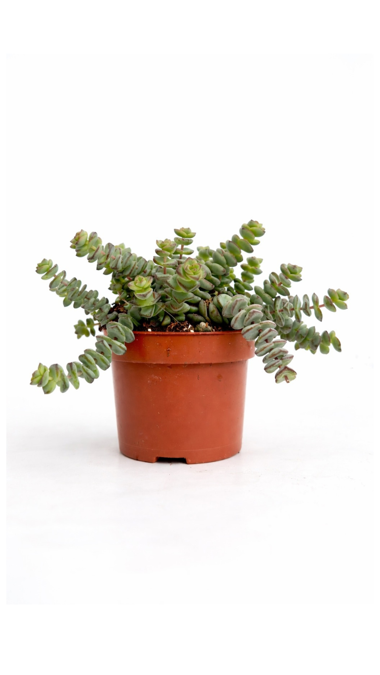 Crassula Marnieriana Hottentot 12/25 cm
