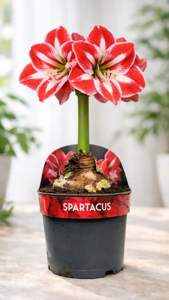 Amarylis Spartacus w doniczce, duża cebula i czerwone kwiaty hippeastrum, dekoracyjna roślina do wnętrz