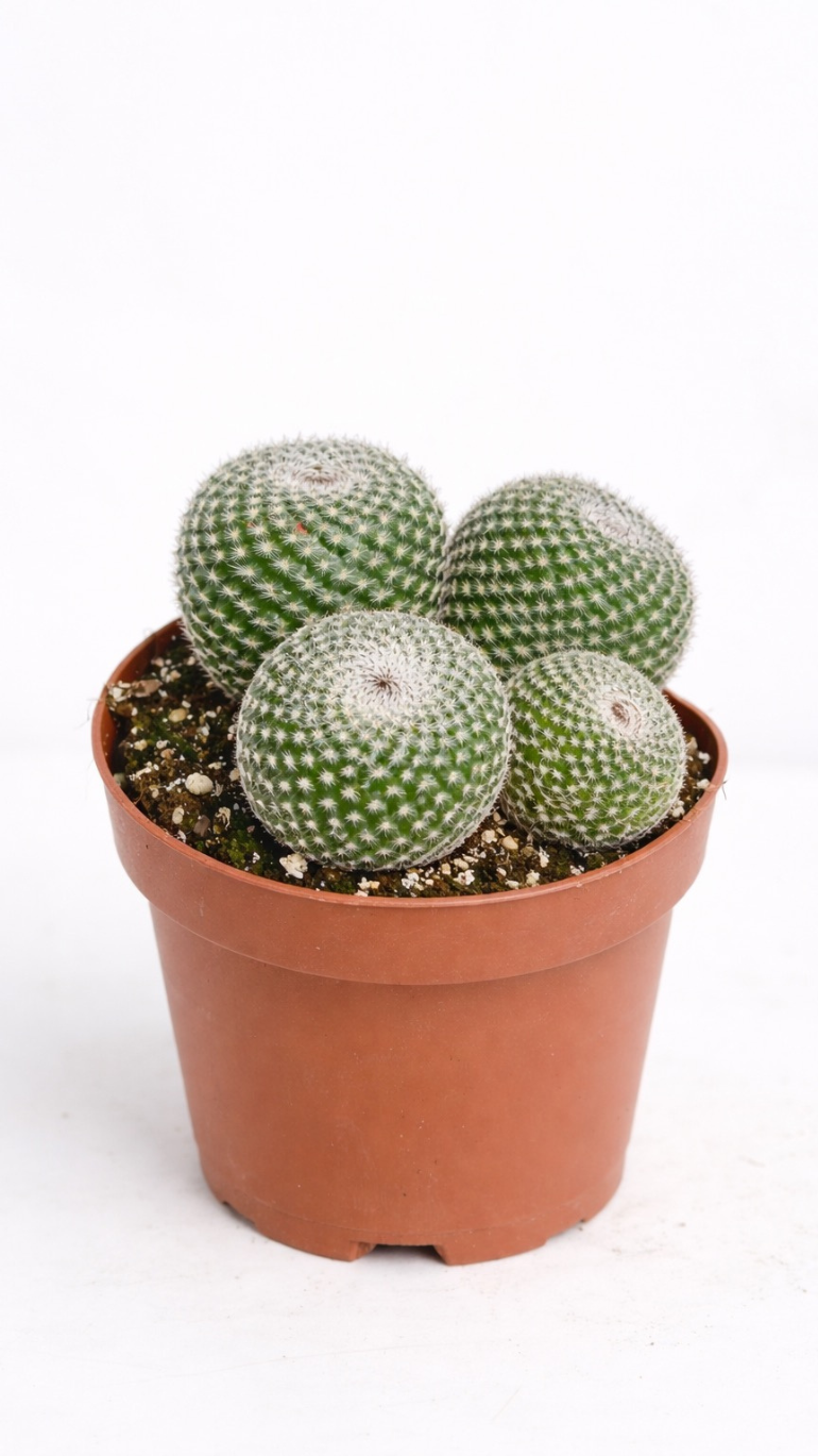 Mammillaria Gracilis