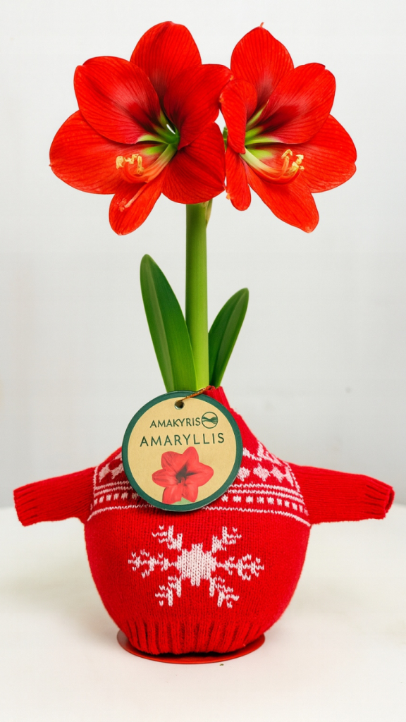 Amarylis w czerwonym sweterku – cebula z zielonym pąkiem w dzianej, czerwonej osłonce, dekoracyjna roślina bez podlewania, na jasnym tle.