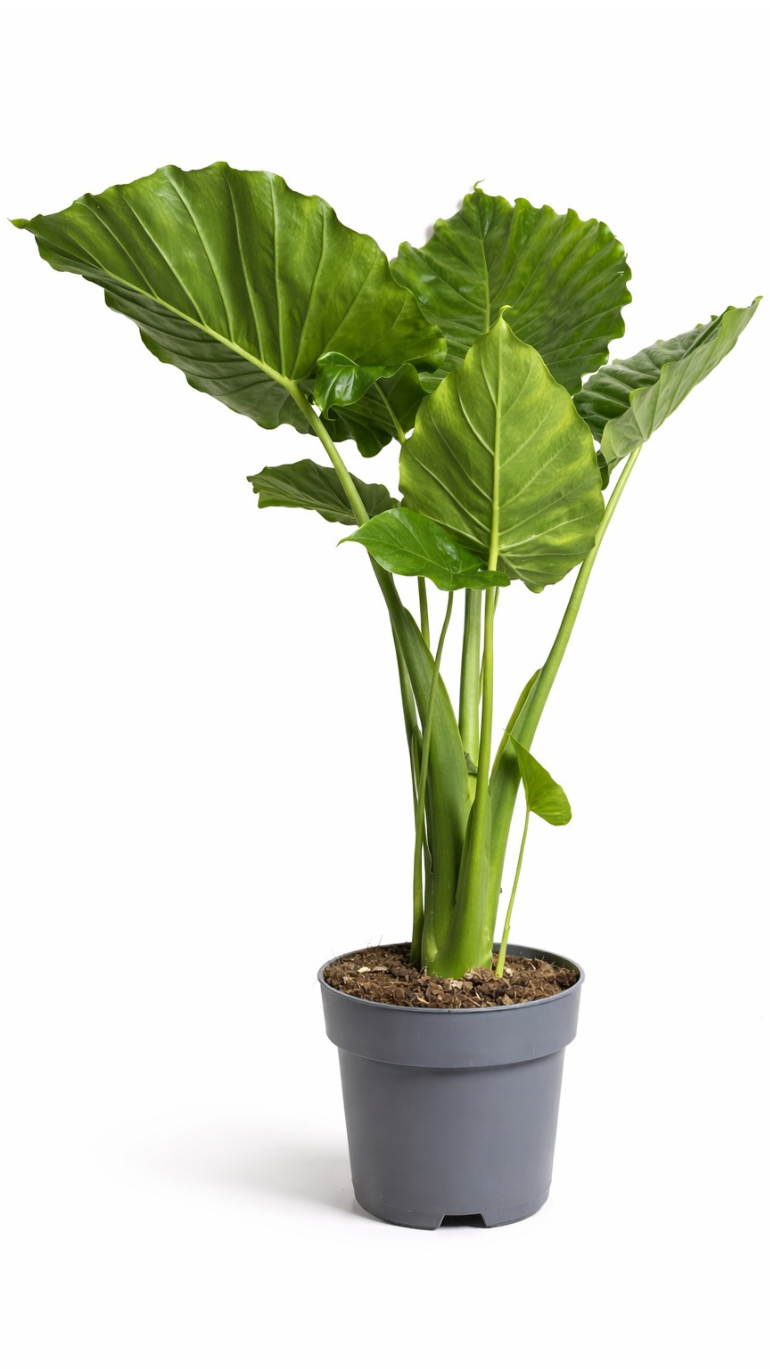 Alocasia Gageana California 16/60 cm