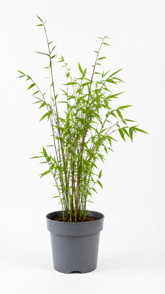 Fargesia nitida Black Pearl