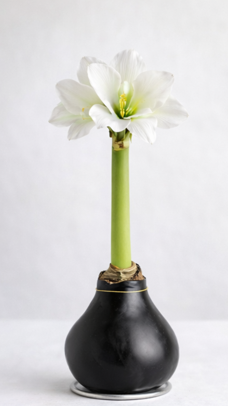 Amarylis w wosku (czerń)