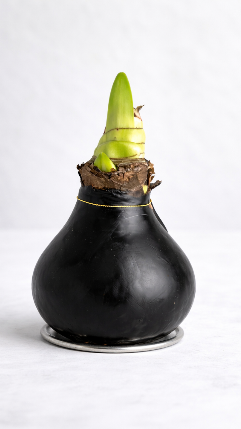 Amarylis w wosku (czerń)