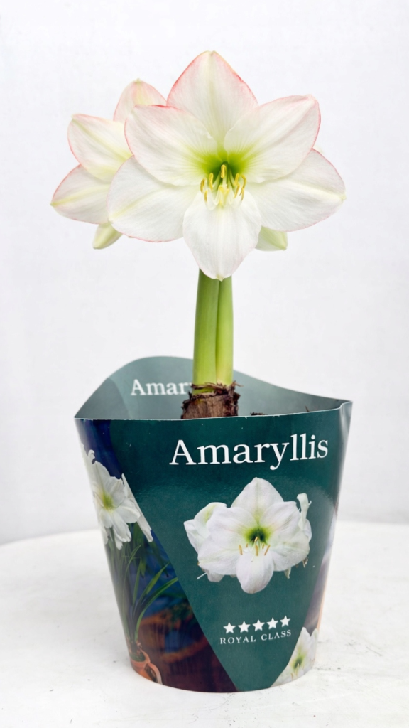 Amarylis Royal Class w doniczce, duża cebula i białe kwiaty hippeastrum, elegancka roślina do wnętrz