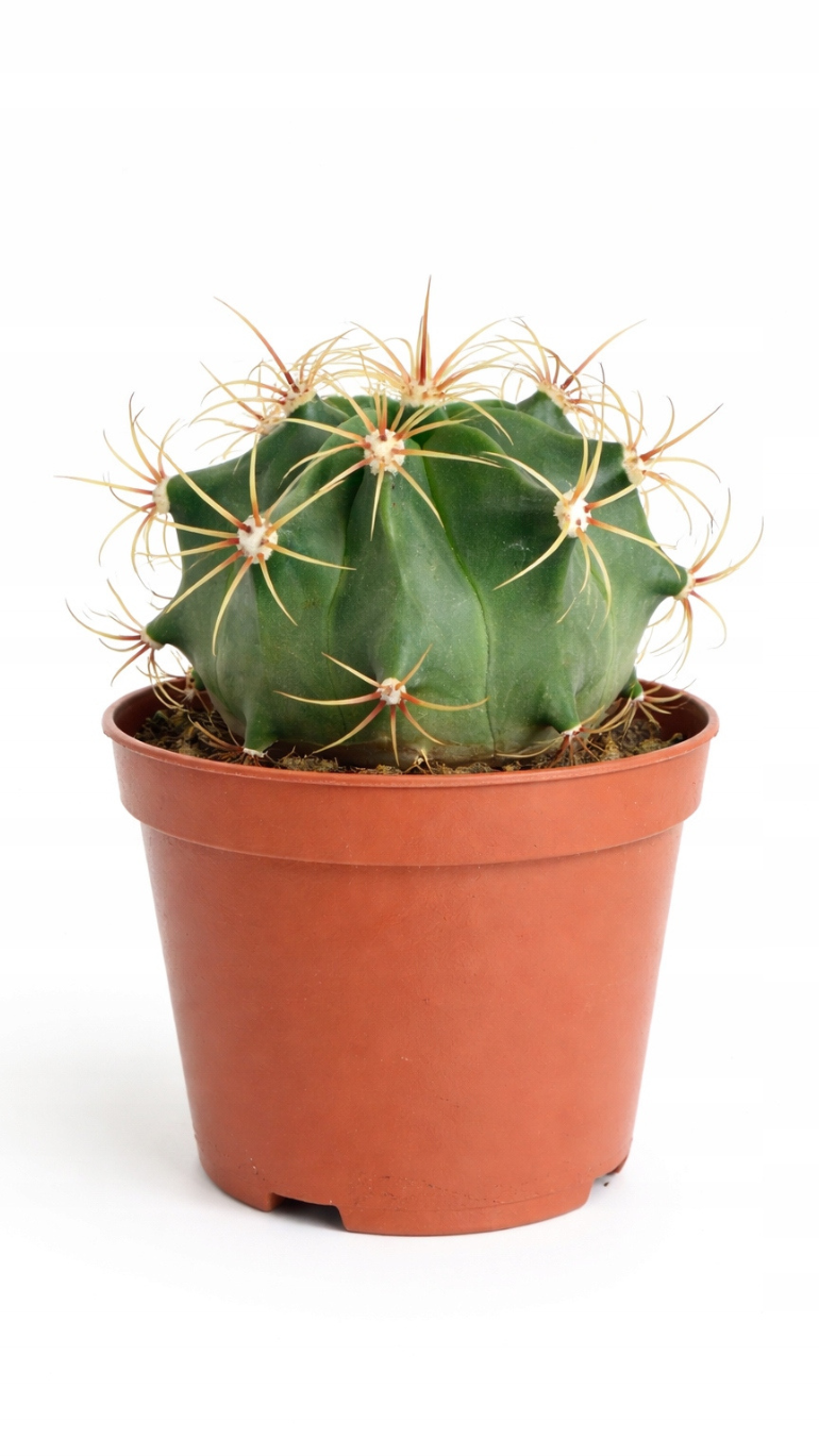 Ferocactus emoryi 10,5/16 cm