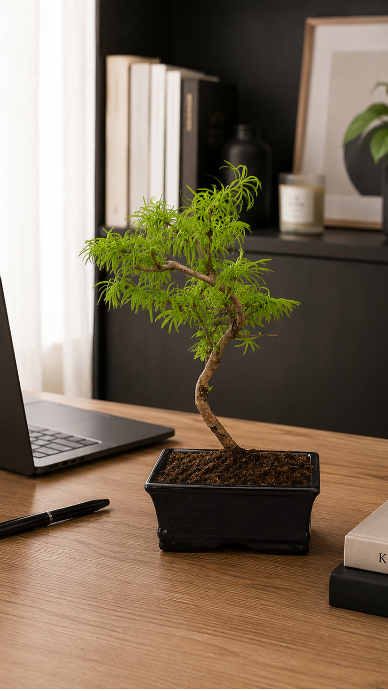 Pseudolarix amabilis Modrzewnik chiński Bonsai 10/20 cm