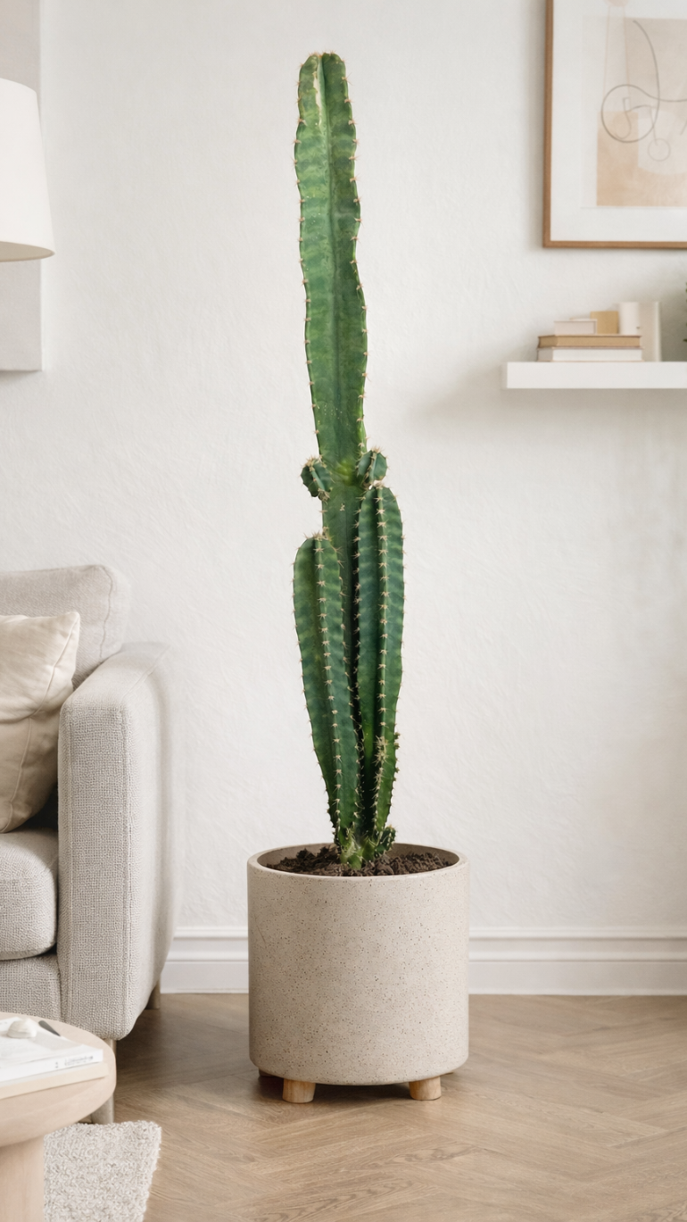 Cereus peruvianus 17/80 cm