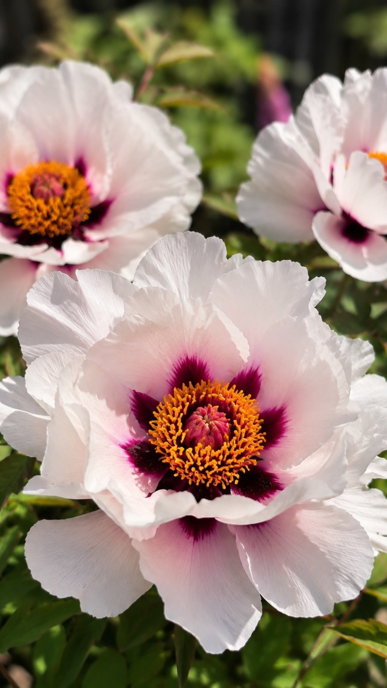 Paeonia Woody biała 19/35 cm