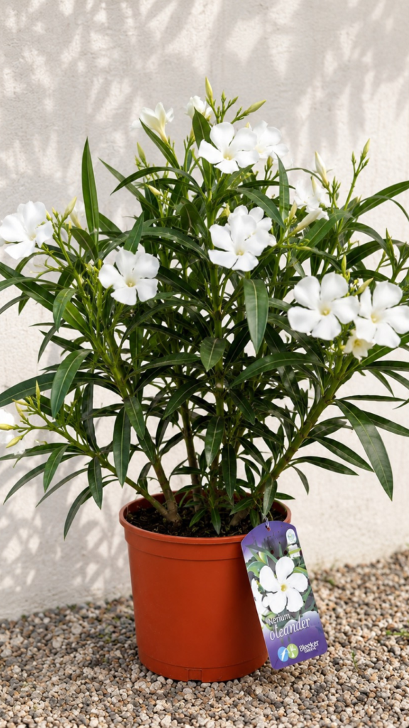 Oleander biały w doniczce 19 cm – kwitnąca roślina tarasowa Nerium oleander