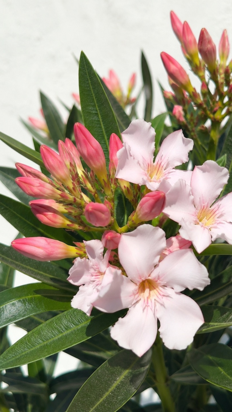 Oleander różowy (Nerium oleander) 19/70 cm