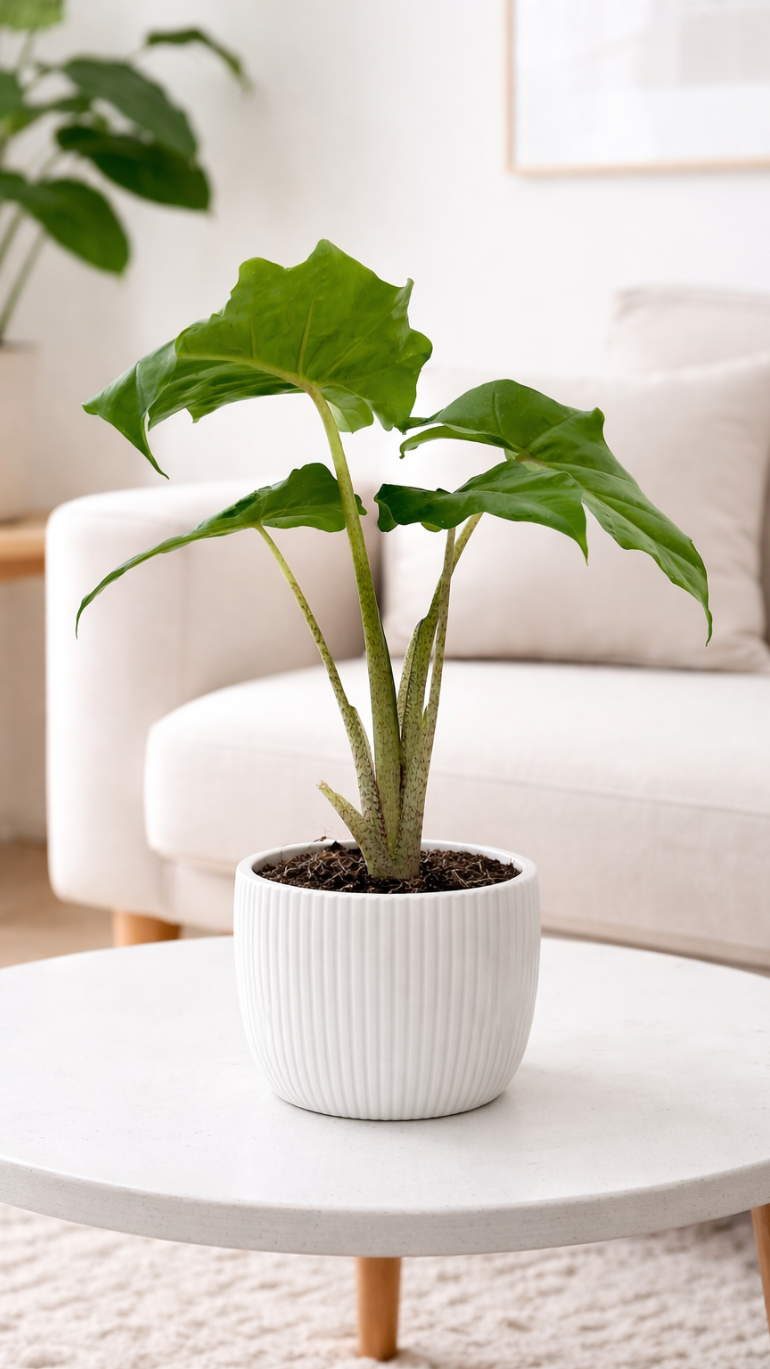 Alocasia Portodora 12/25cm