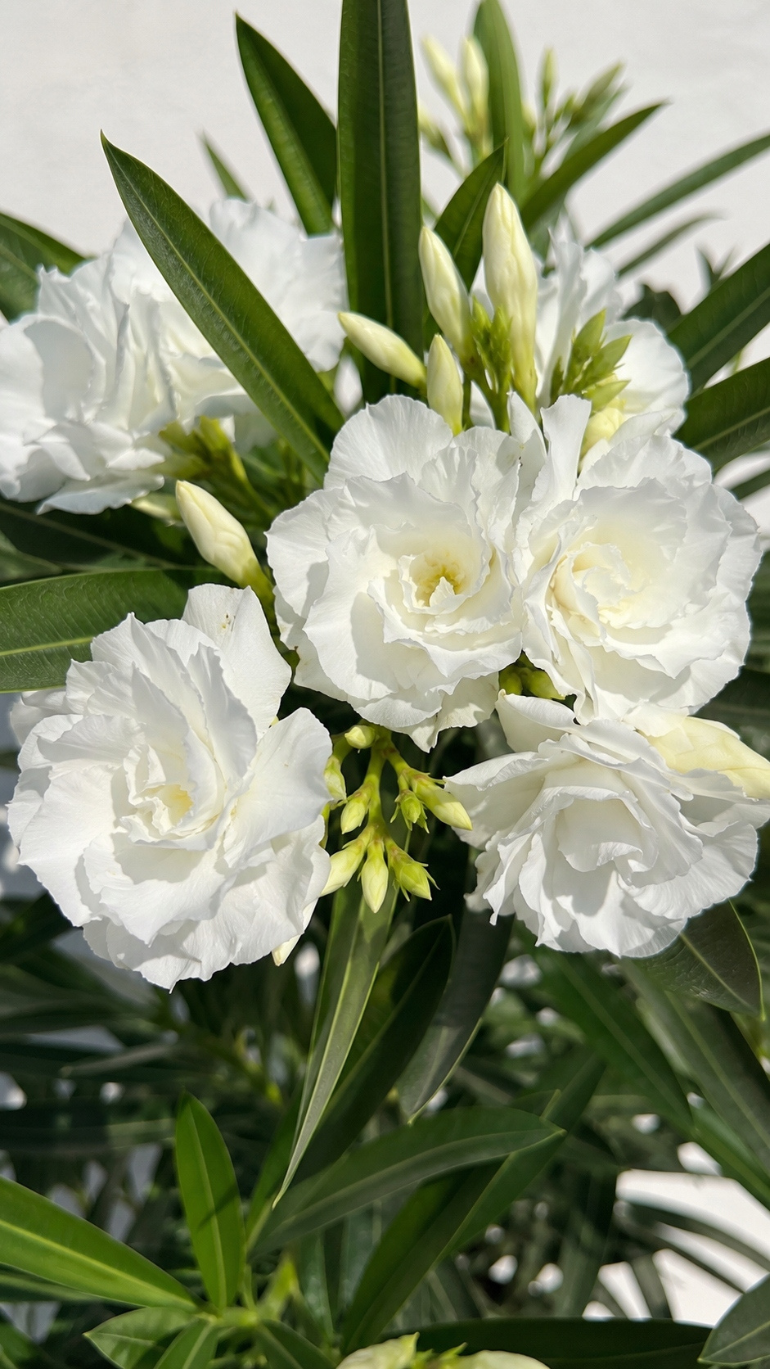 Oleander biały pełny 19/70 cm