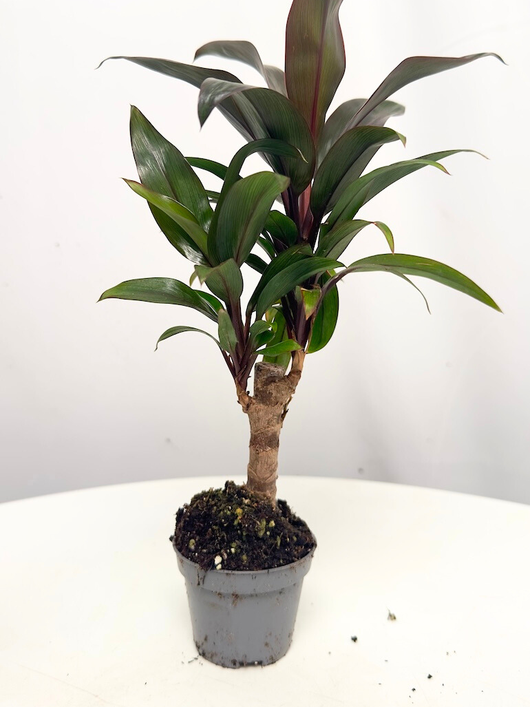 Codiaeum Variegatum Black Prince