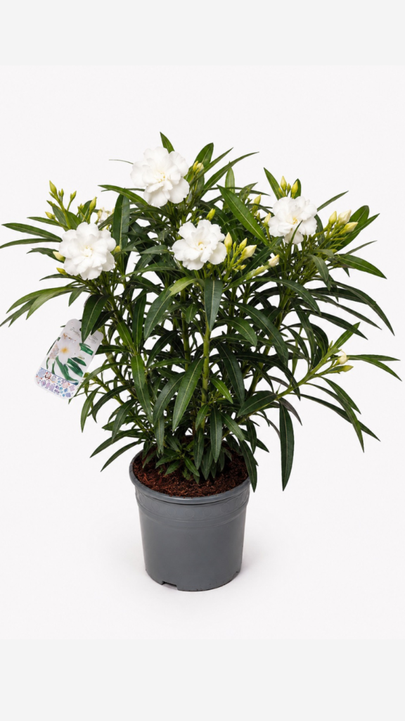 Oleander biały pełny w doniczce 19 cm – kwitnący Nerium oleander na taras