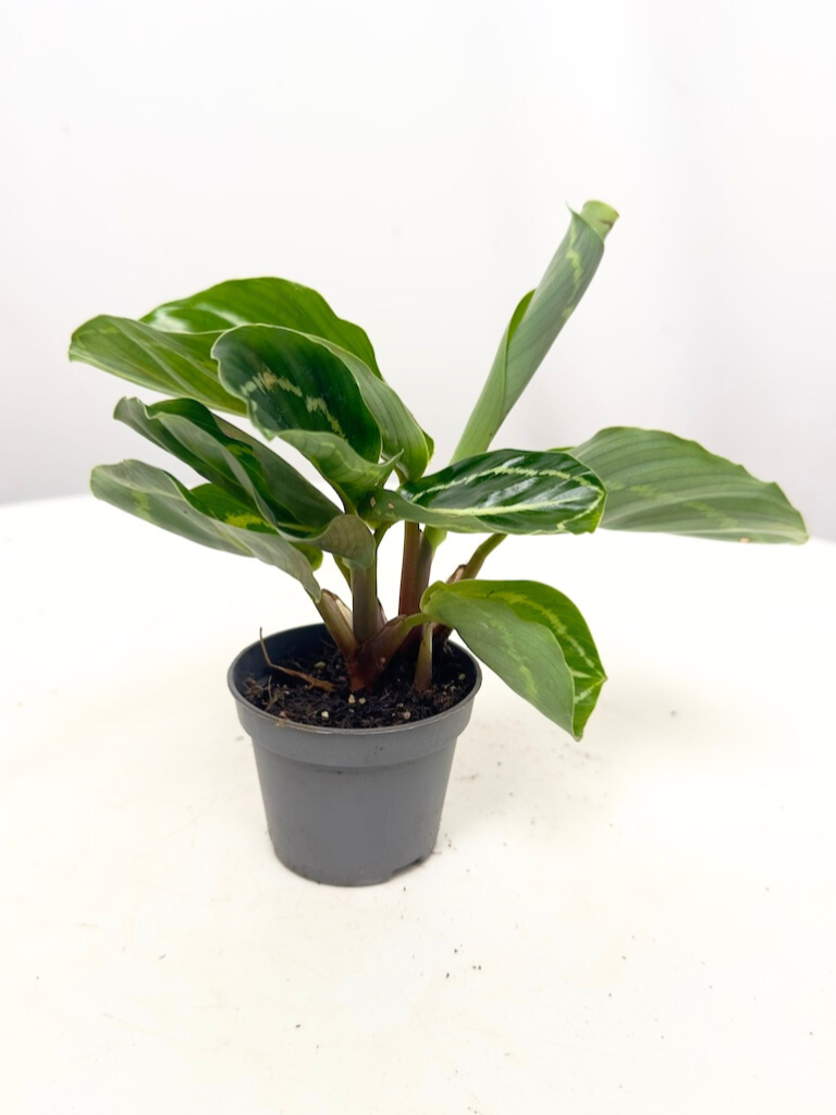 Calathea Roseopicta Green