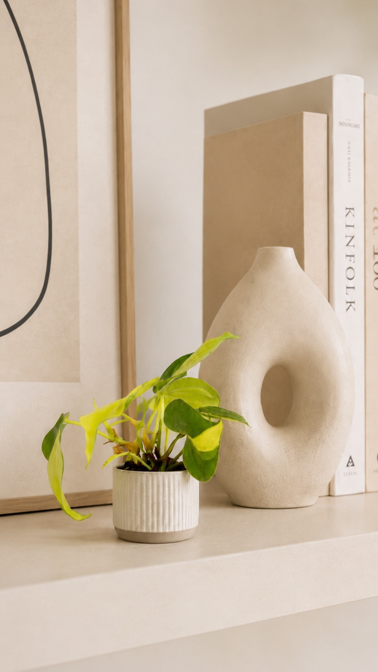 Philodendron Brasil 6/15 cm