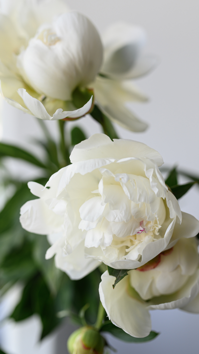 Piwonia biała 19/35 cm