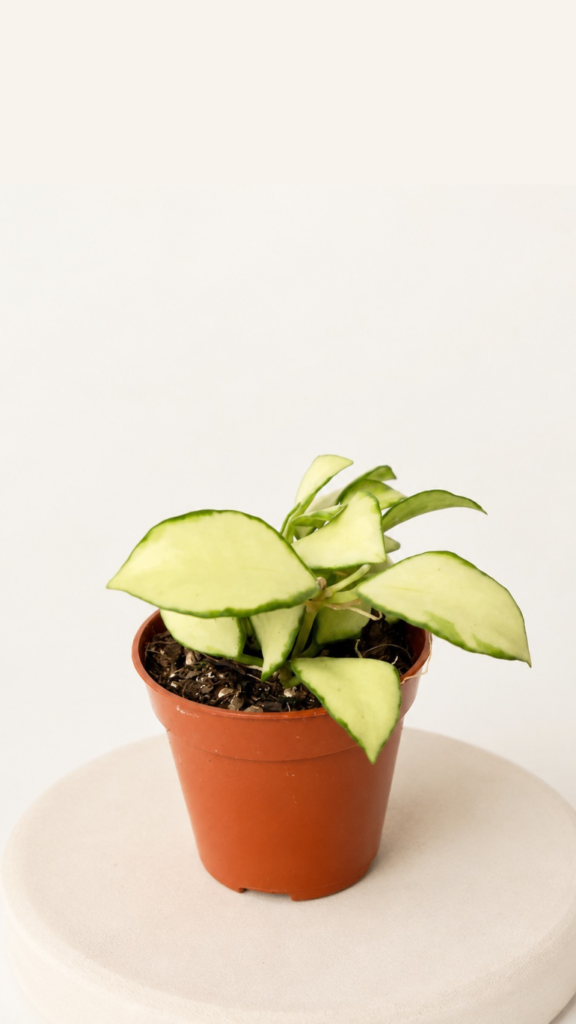 Hoya heuschkeliana Variegata 6/10 cm o kremowo-zielonych liściach
