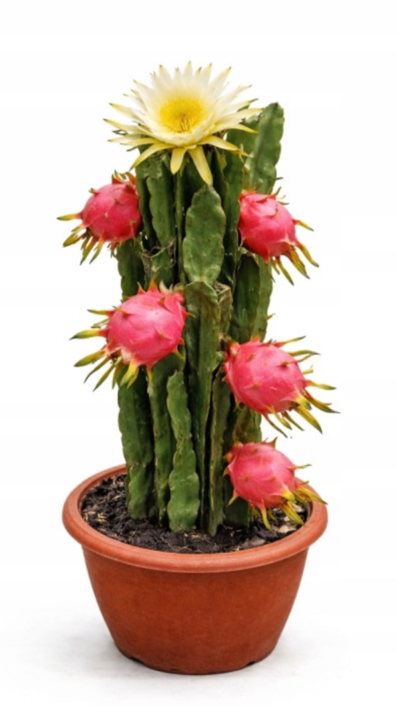 Hylocereus undatus – kaktus pitaja w doniczce, roślina egzotyczna o długich pędach do wnętrz.