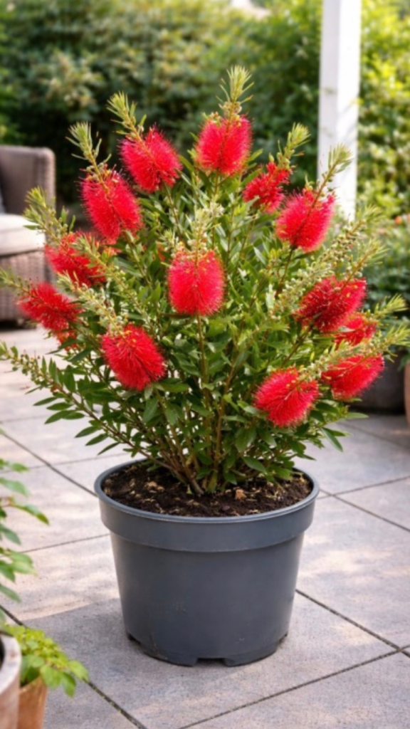 Callistemon citrinus – kuflik cytrynowy w doniczce, roślina balkonowa z czerwonymi kwiatami.