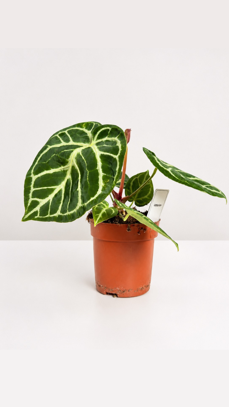 Anthurium Magnificum 12/25 cm
