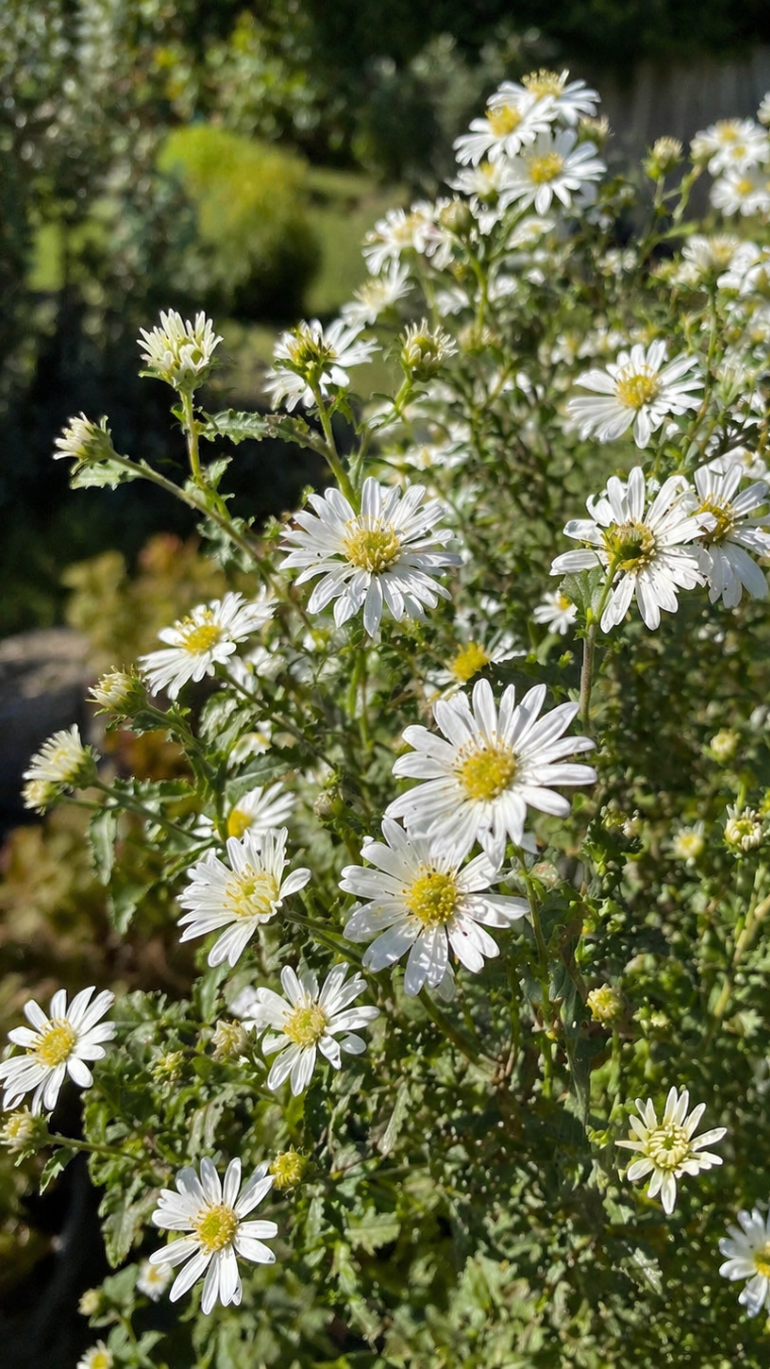 Olearia haastii 11/65 cm