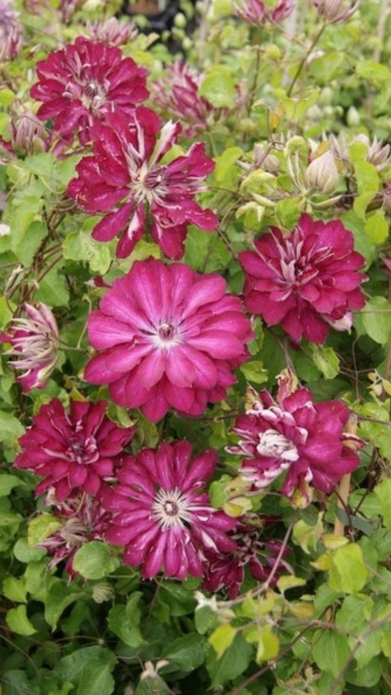 Clematis Red Passion 17/70 cm