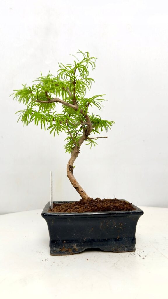 Pseudolarix amabilis Modrzewnik chiński Bonsai 10/20 cm o delikatnych jasnozielonych igłach i wygiętym pniu