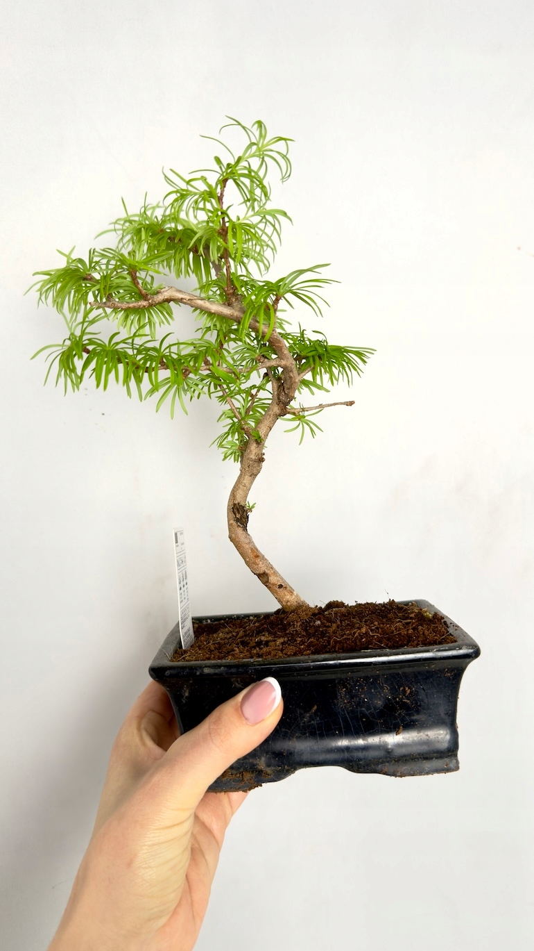 Pseudolarix amabilis Modrzewnik chiński Bonsai 10/20 cm