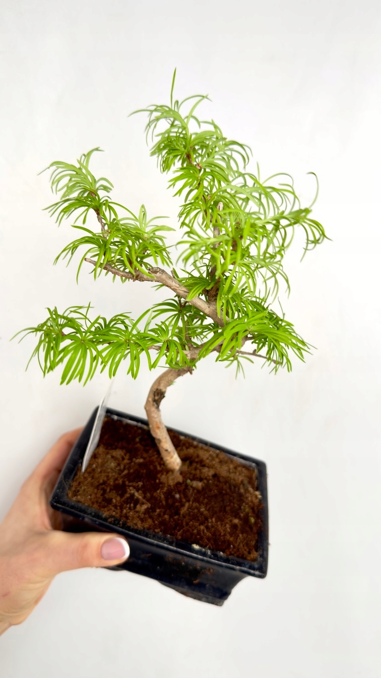 Pseudolarix amabilis Modrzewnik chiński Bonsai 10/20 cm