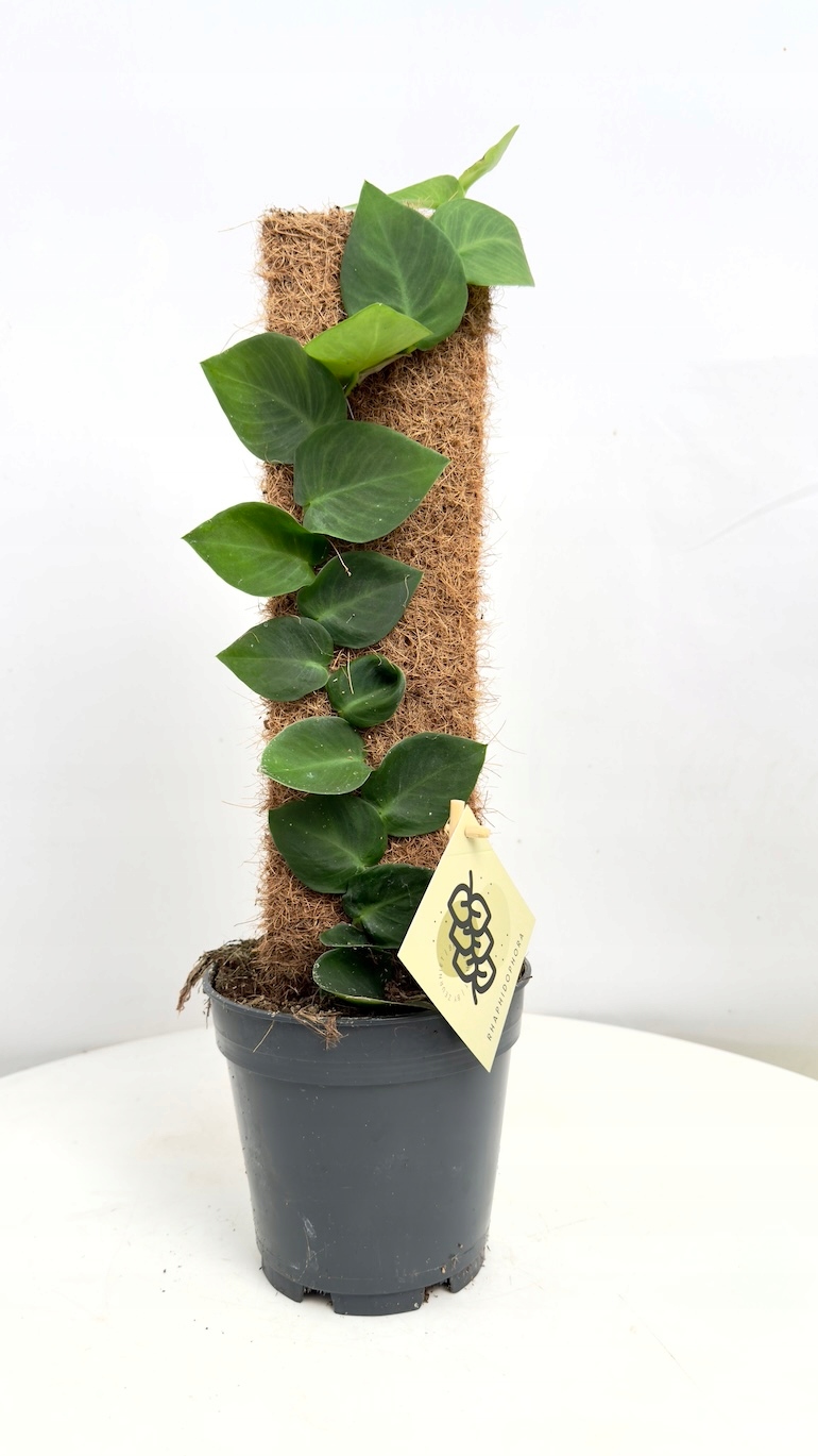 Raphidophora Hayi sadzonka cięta