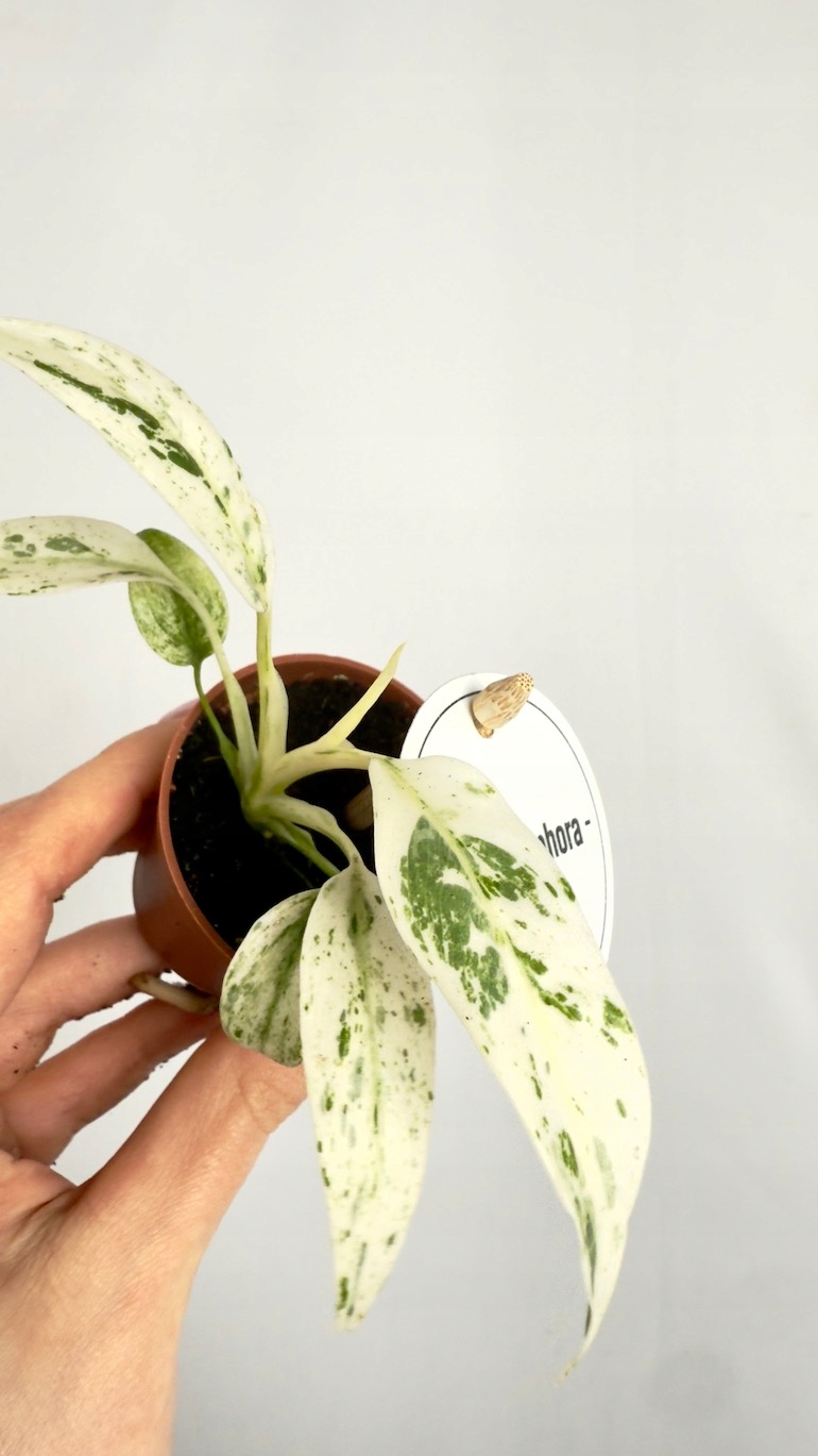 Rhaphidophora Puberula Variegata