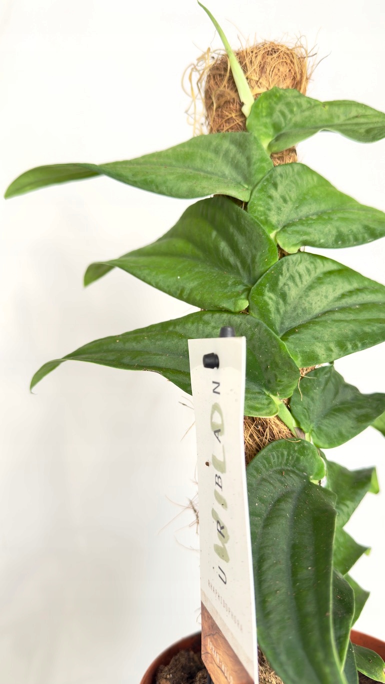 Rhaphidophora Korthalsii