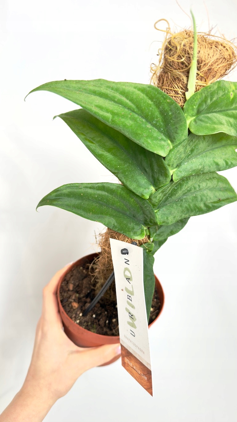 Rhaphidophora Korthalsii