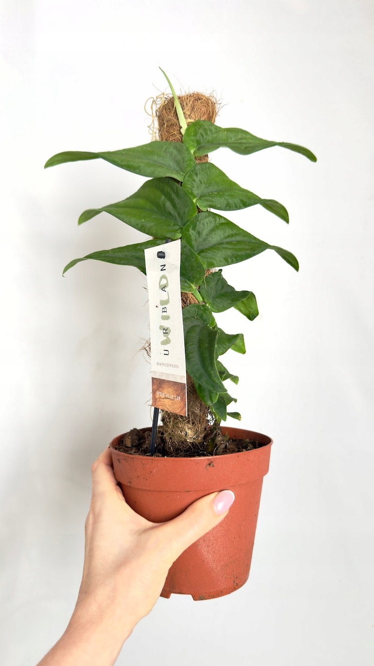 Rhaphidophora Korthalsii