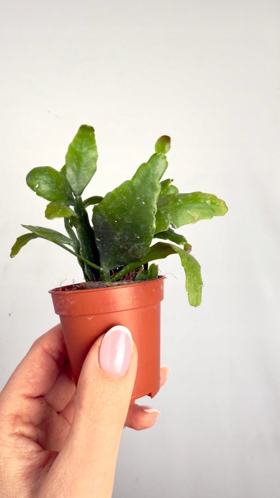 Rhipsalis Crispata 6/10 cm