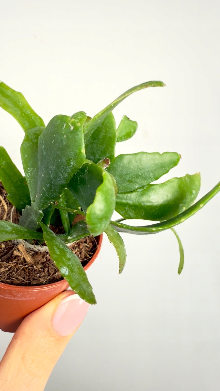 Rhipsalis Crispata 6/10cm