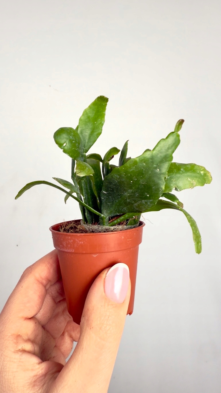 Rhipsalis Crispata 6/10cm