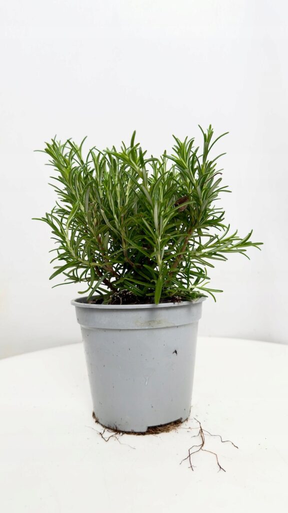 Rozmaryn w doniczce 14 cm, aromatyczne zioło kuchenne.