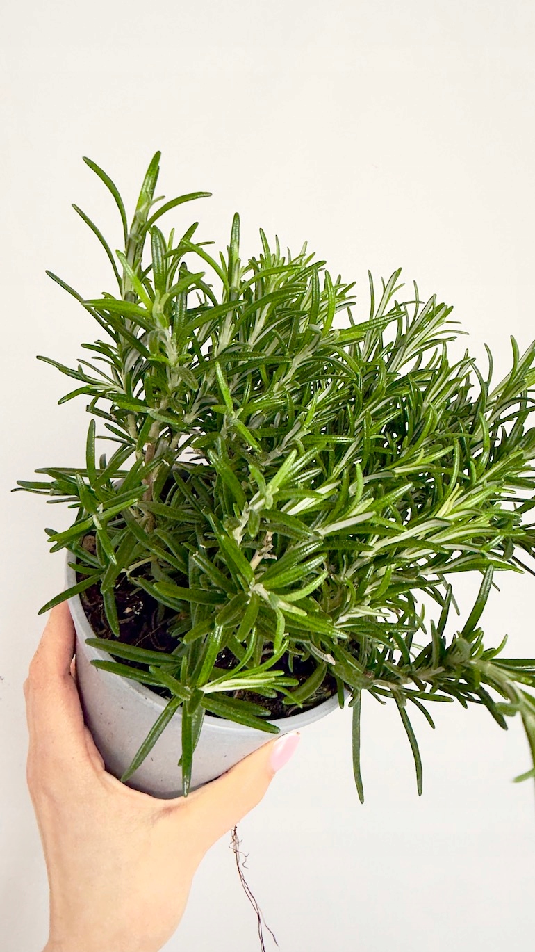 Rozmaryn 14/20 cm