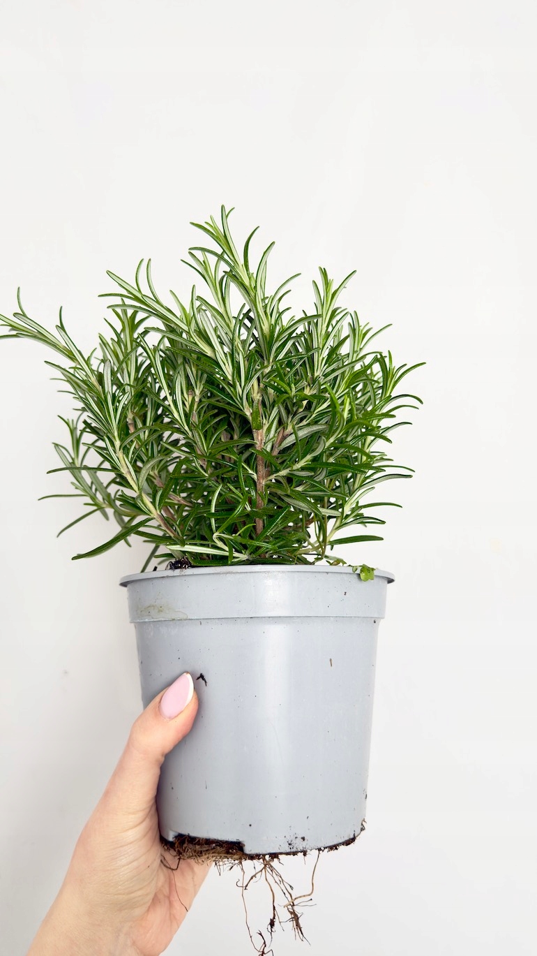 Rozmaryn 14/20 cm