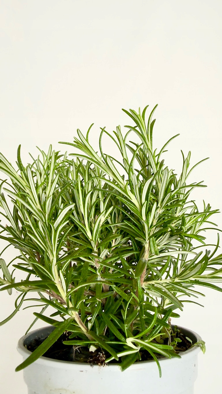 Rozmaryn 14/20 cm