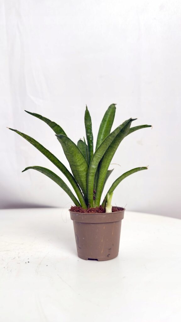 Crassula ovata 21/35 cm grubosz jajowaty drzewko szczęścia w doniczce
